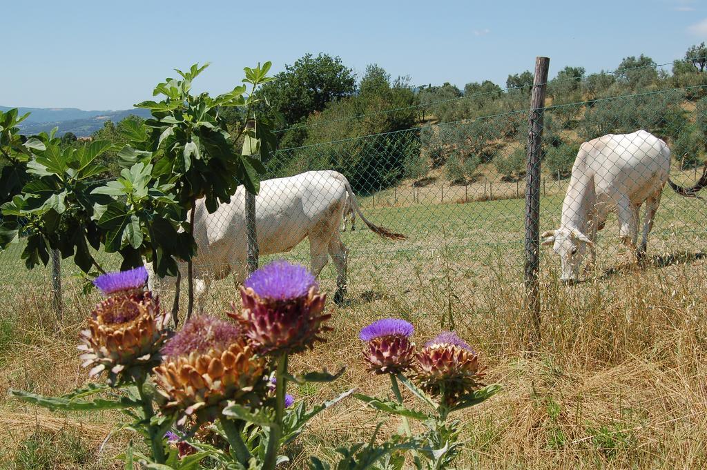 San Terenziano Agriturismo Casale Dei Frontini מראה חיצוני תמונה