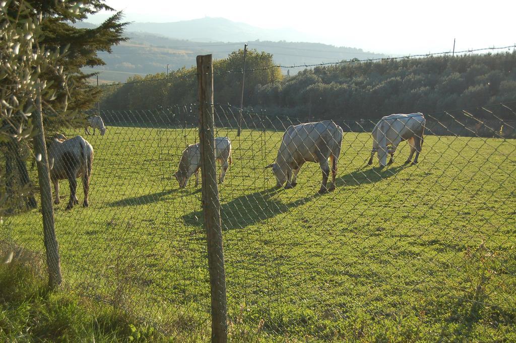San Terenziano Agriturismo Casale Dei Frontini מראה חיצוני תמונה